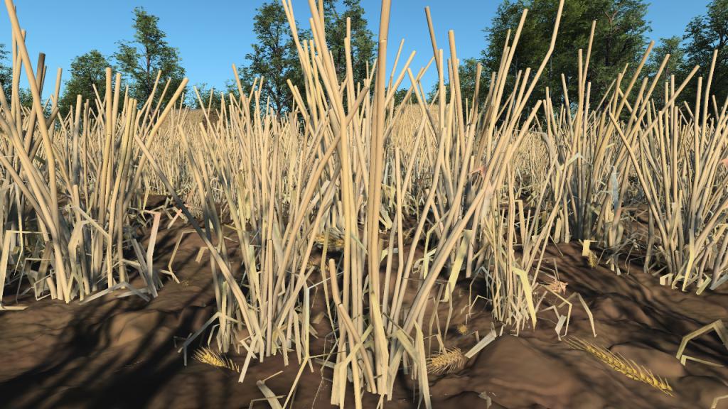 Harvested Wheat