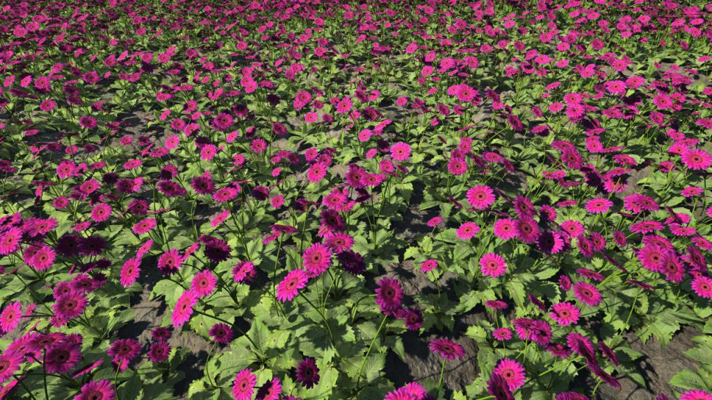 Gerbera