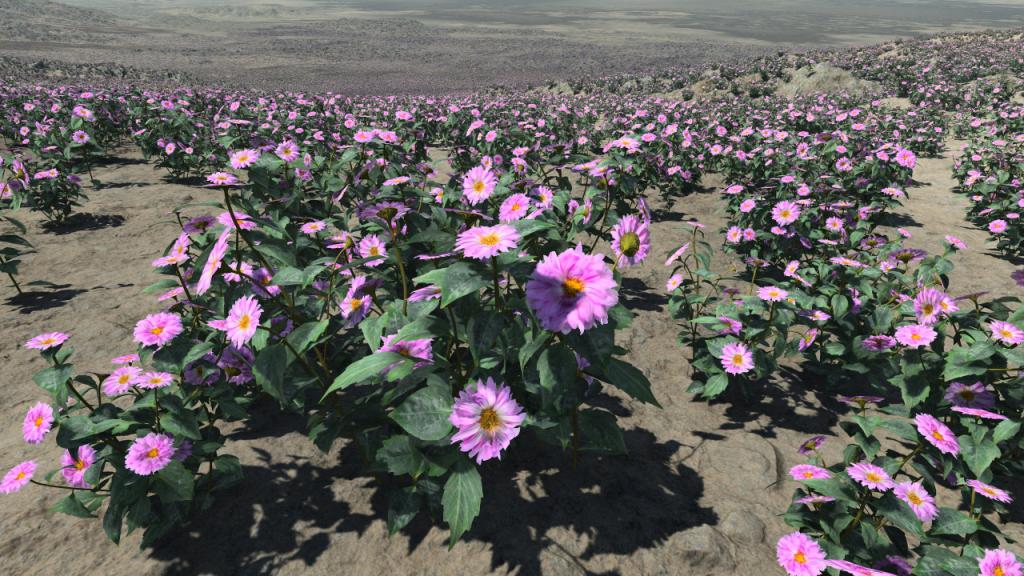 Peonies
