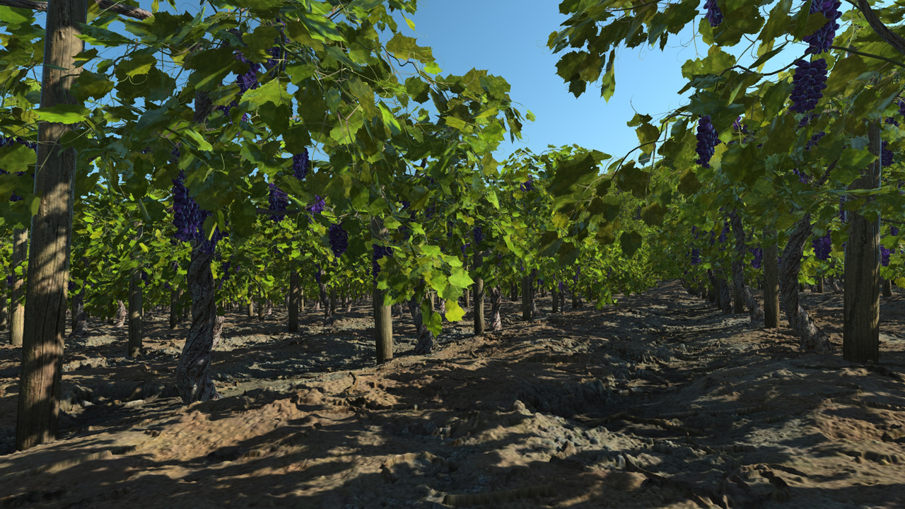 Grape Vines_1