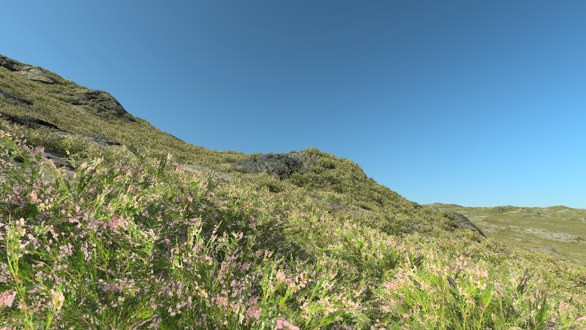 Calluna_1