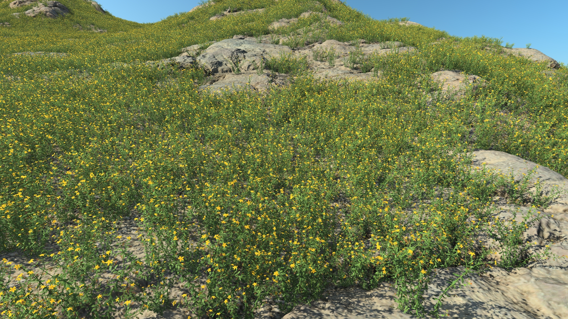 Summertime St John's Wort_0