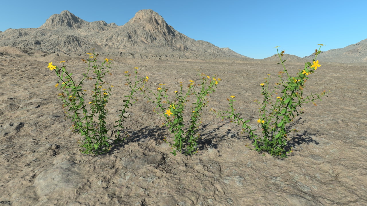 Summertime St John's Wort_1