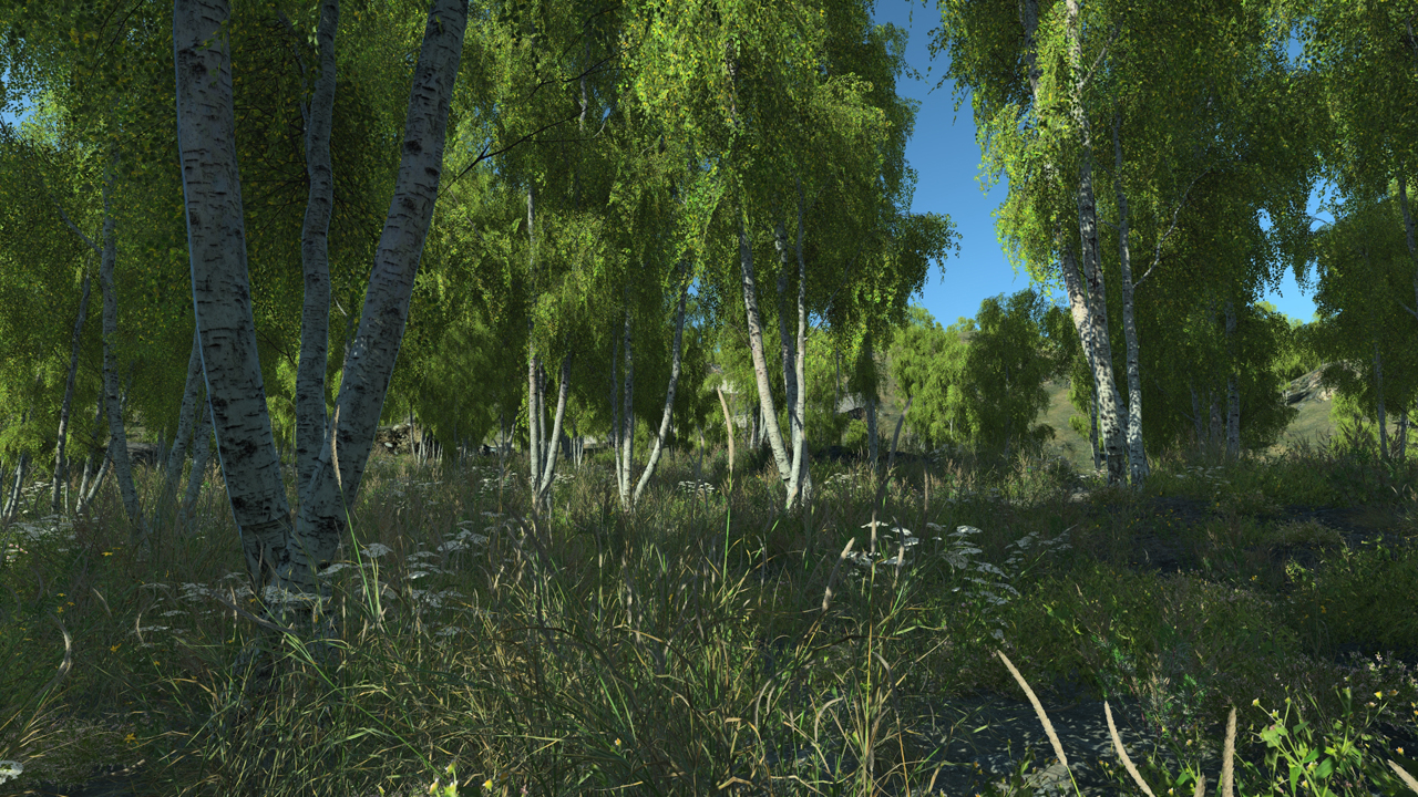 Summer birch trees_2