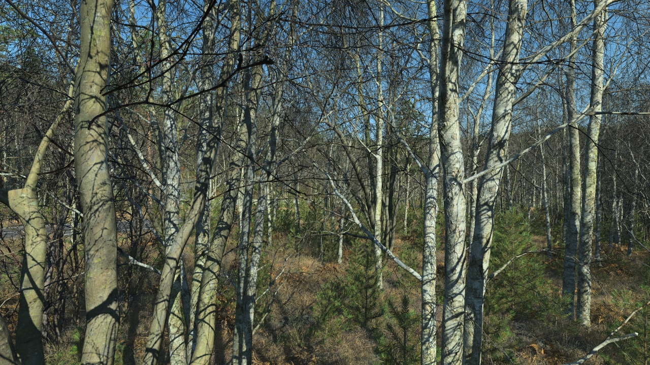 Wintertime Birch Trees_2