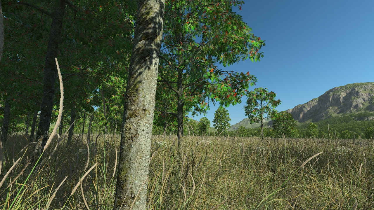 Summertime rowan trees_2