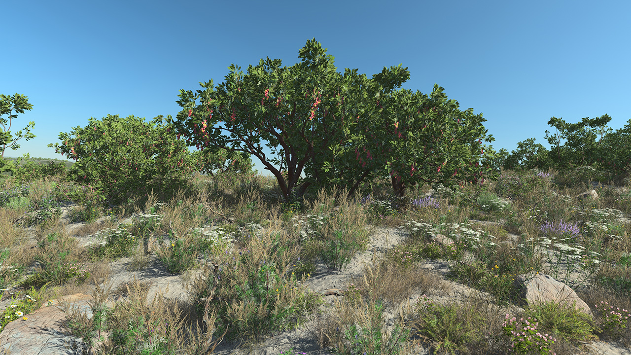 Strawberry Trees_0