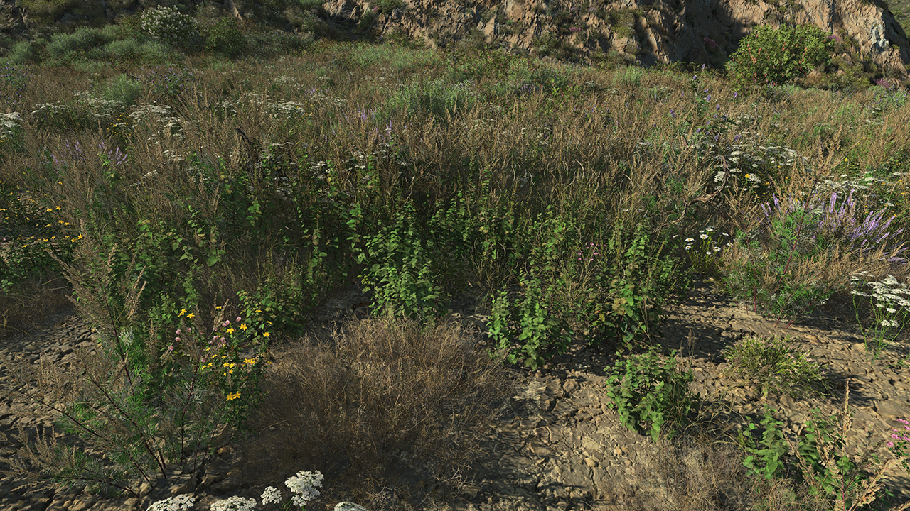 Wild Mint_0
