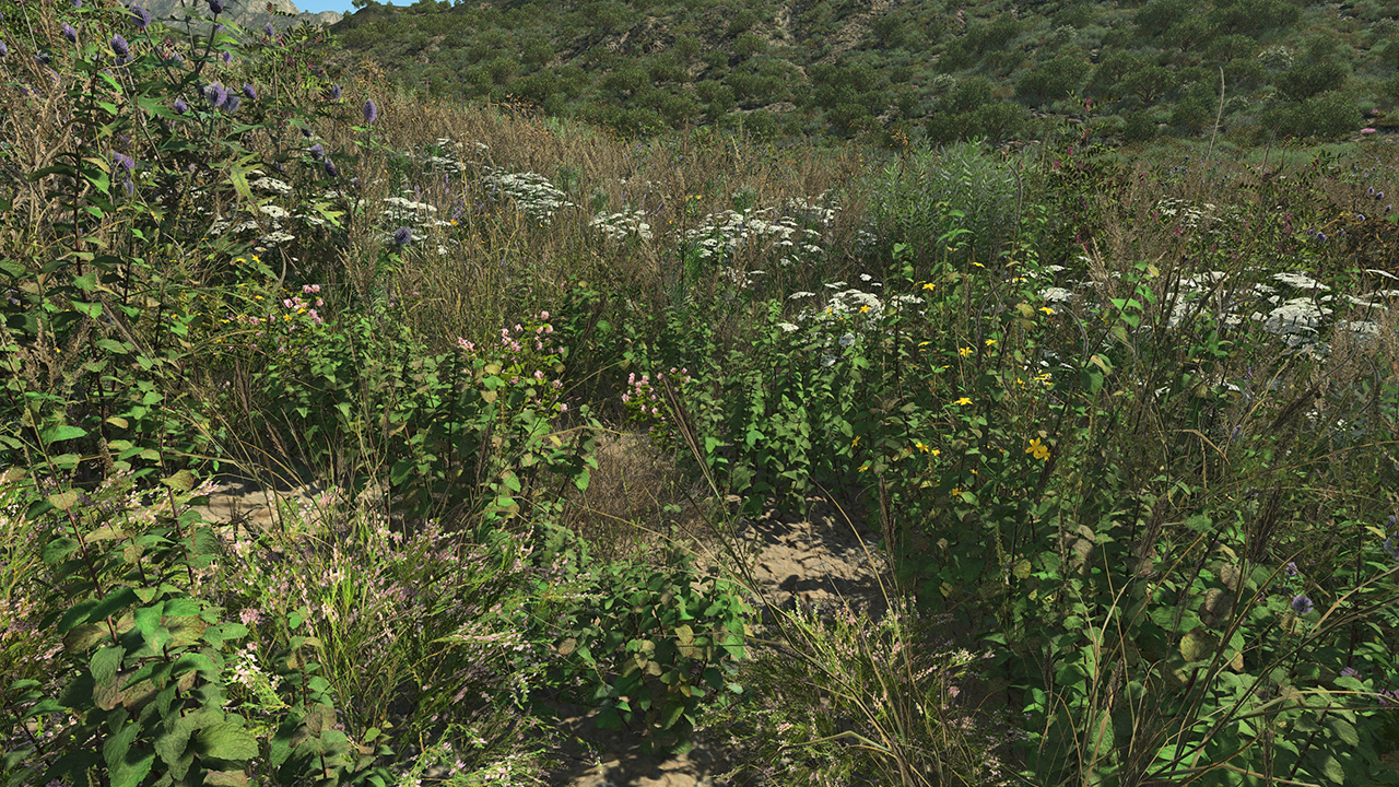 Wild Mint_1