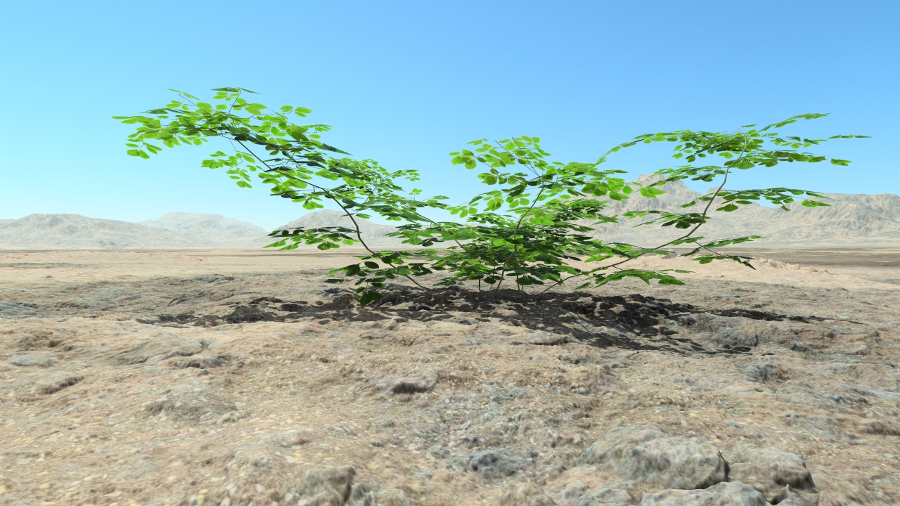 Summer beech bushes_1