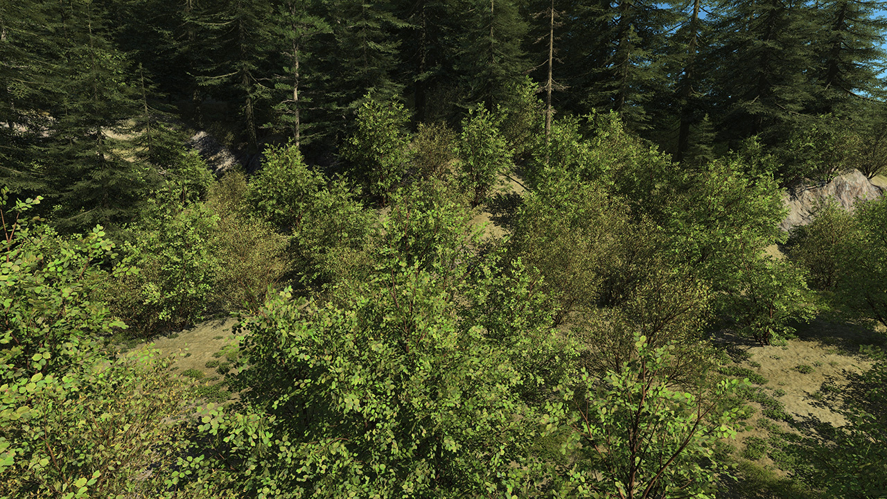 Hazel Bushes_1