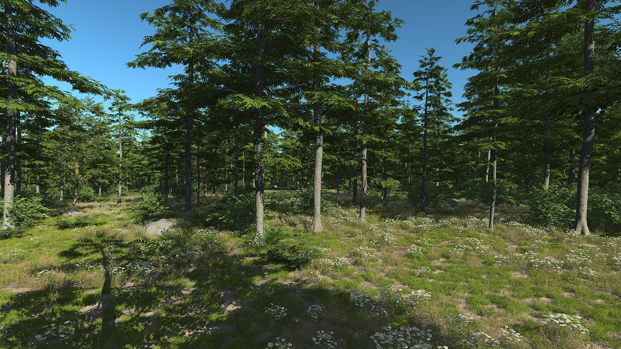 Forest Beech Trees_1