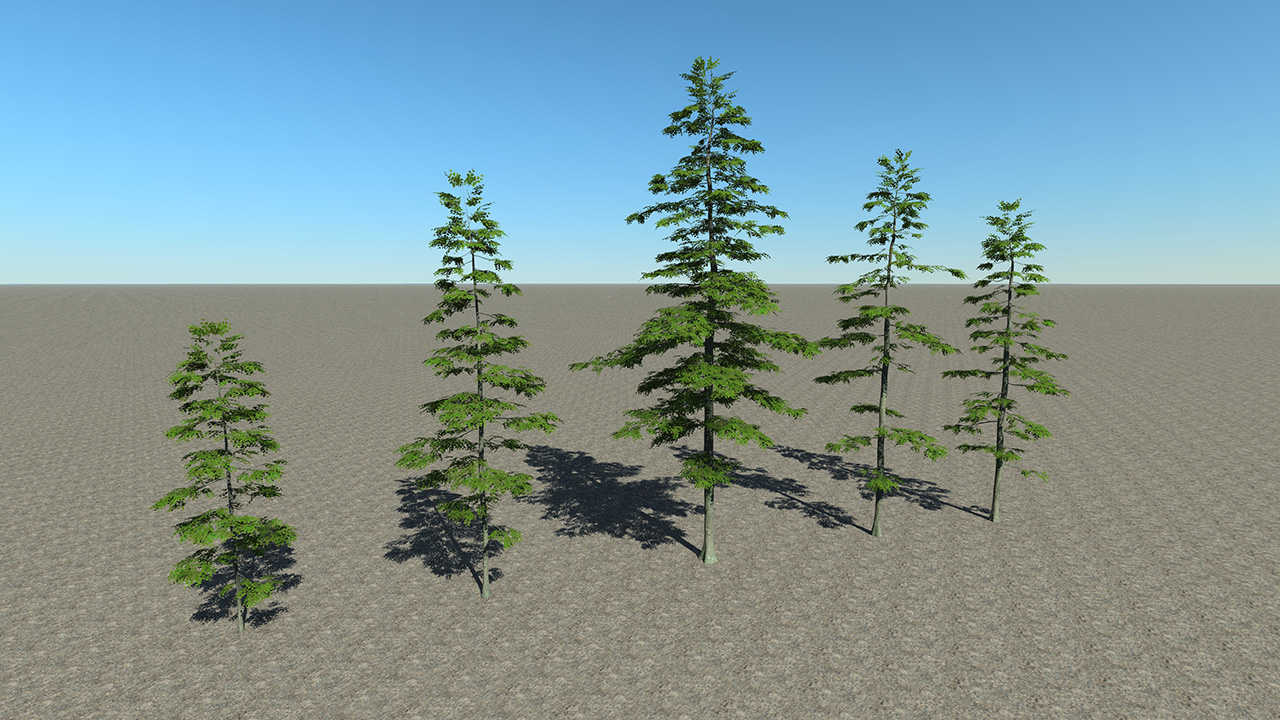 Forest Beech Trees_2