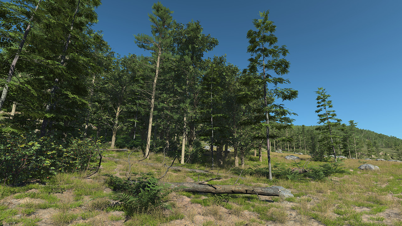 South Of France Mixed Forest_1