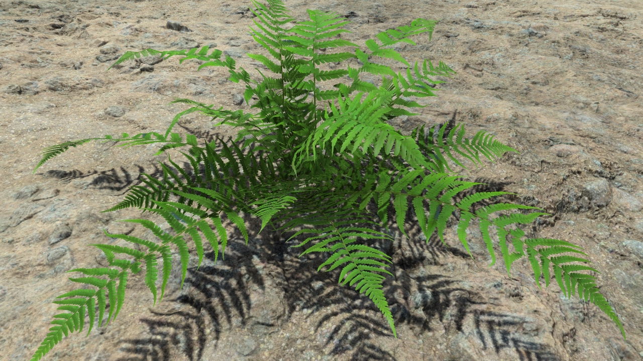 Summer ferns_2
