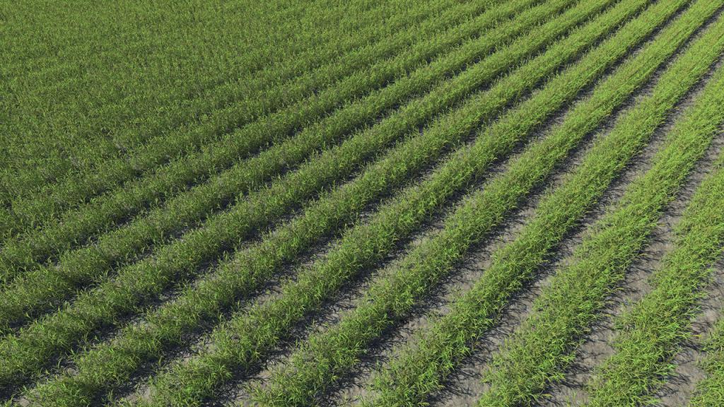 Young Green Wheat Fields