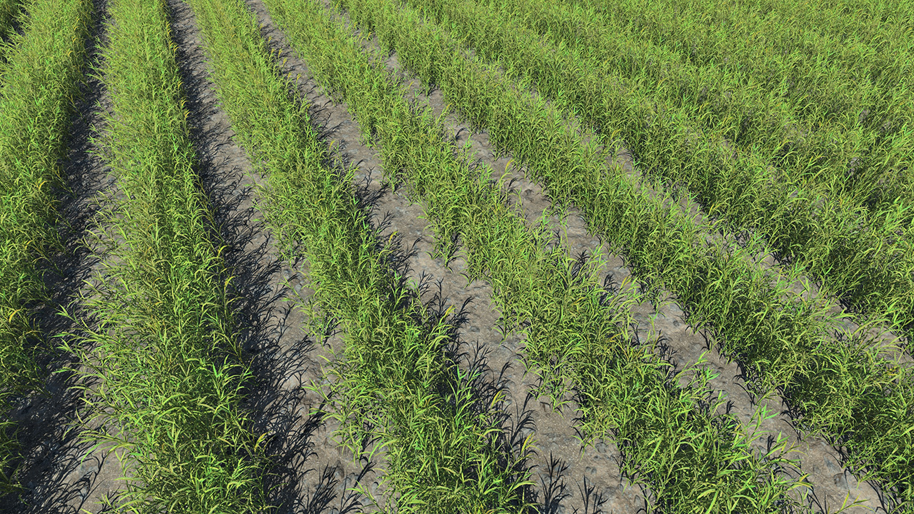 Young Green Wheat Fields_0