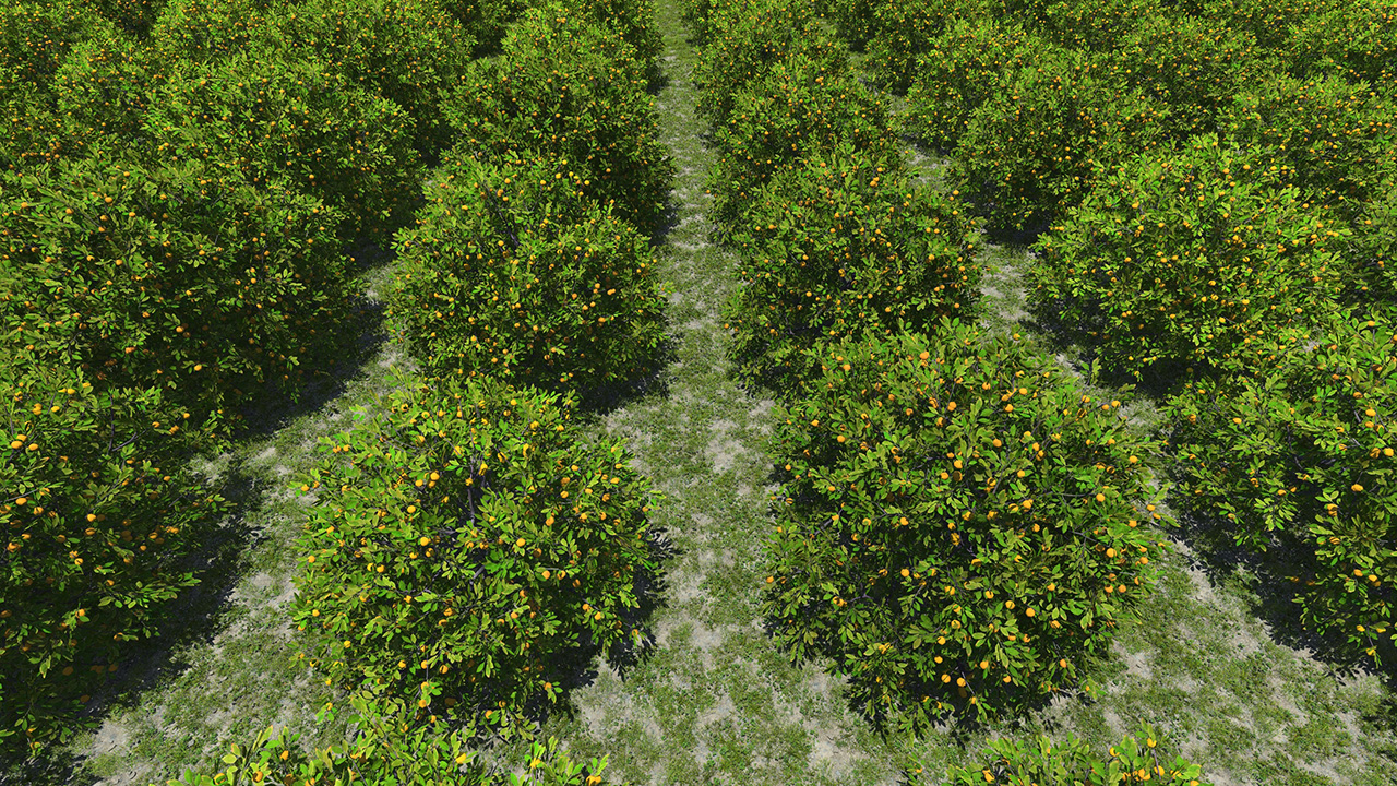 Orange Trees_1