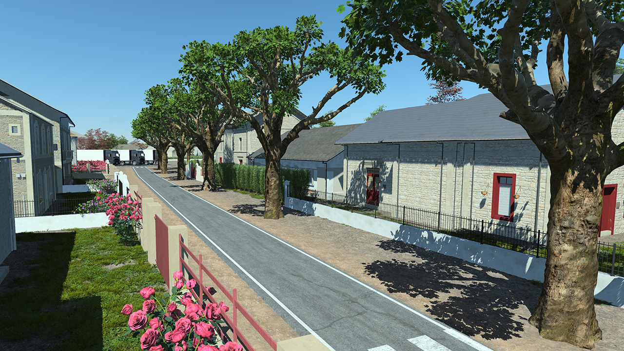 Platanus Pruned Trees_7