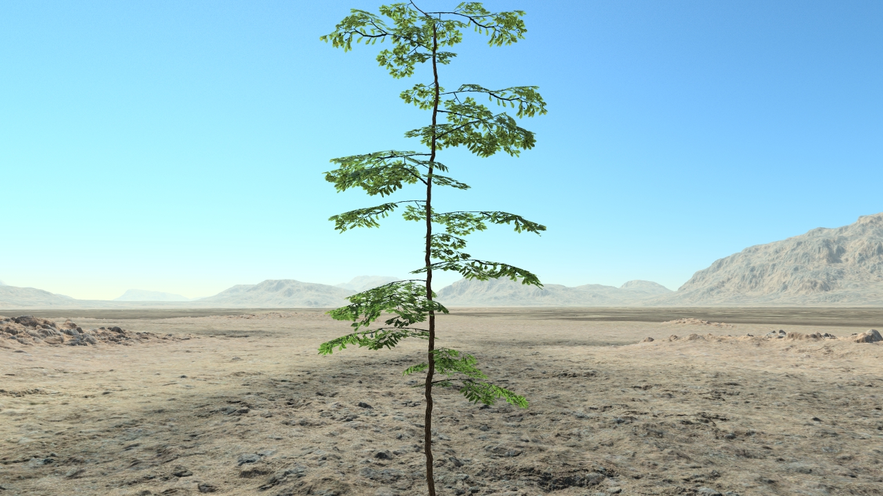 Summer oak saplings_2