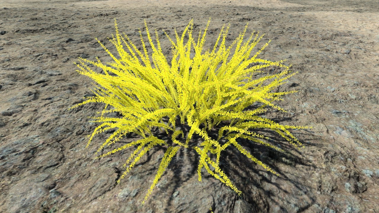 Wild gold estrellas_0