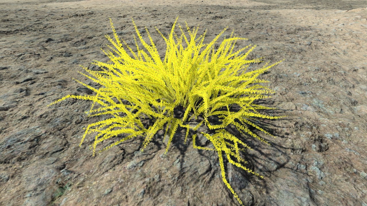 Wild gold estrellas_1