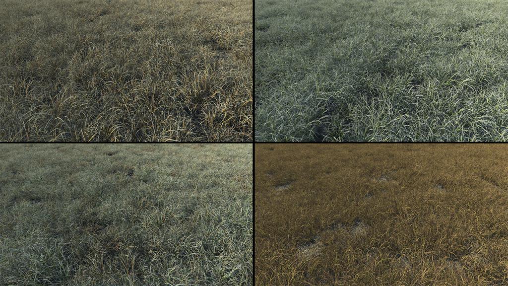 Burnt and frost covered grass