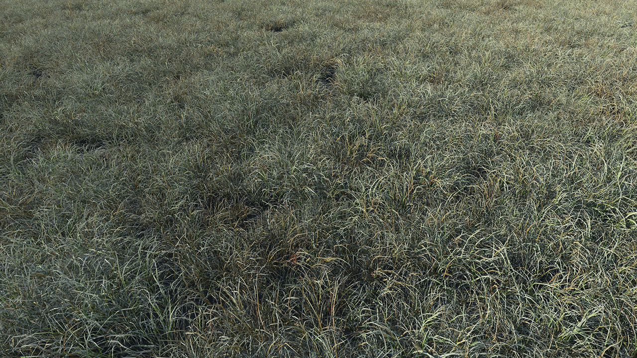 Burnt and frost covered grass_0
