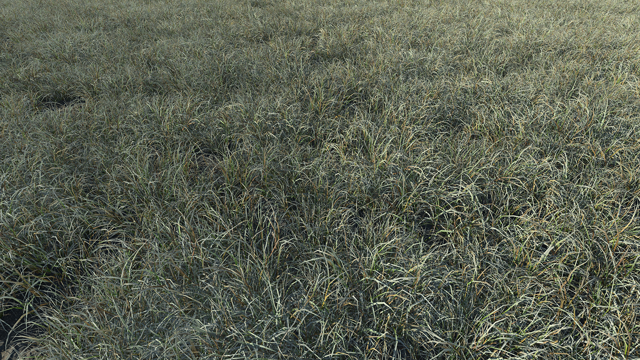 Burnt and frost covered grass_1