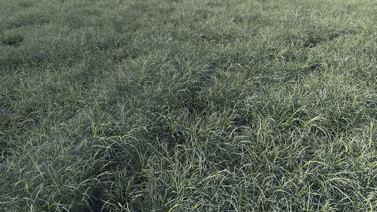 Burnt and frost covered grass_2
