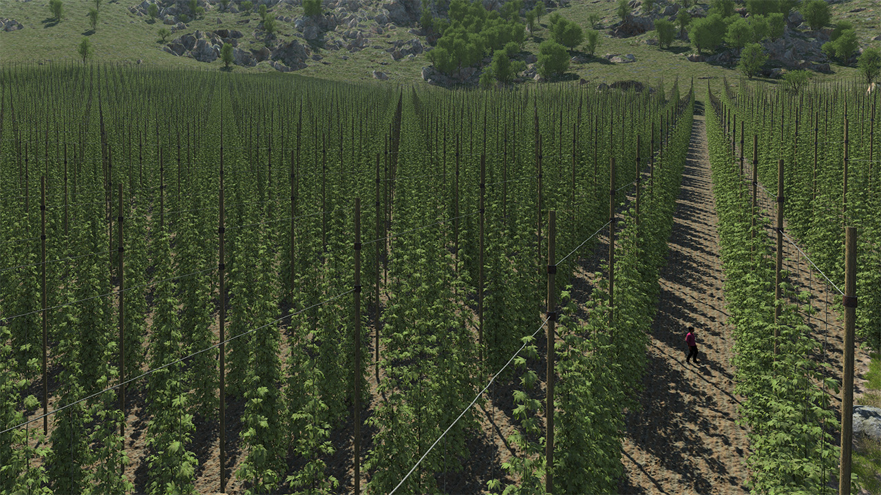 Hops Fields_0