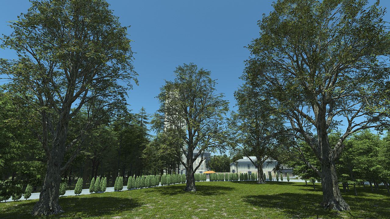 Black Poplar Trees_0