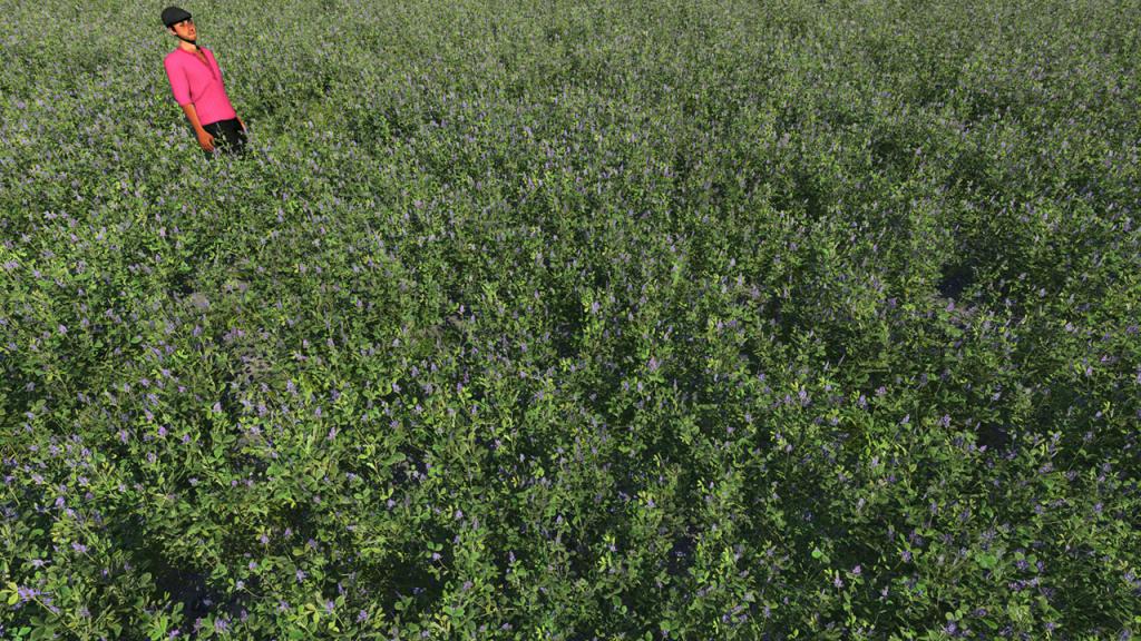 Alfalfa Summer Field