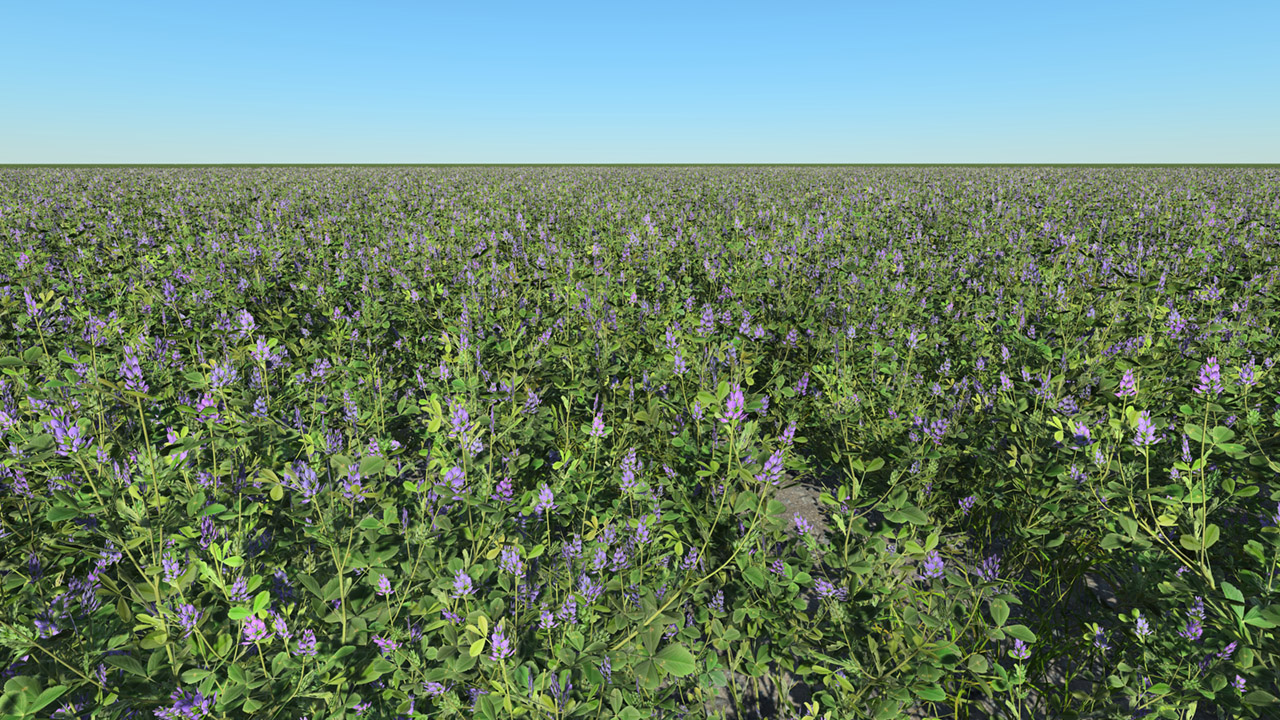Alfalfa Summer Field_1