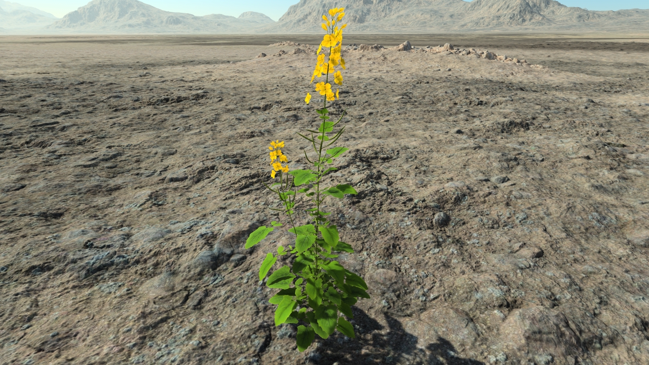 Rapeseed in flowers_1