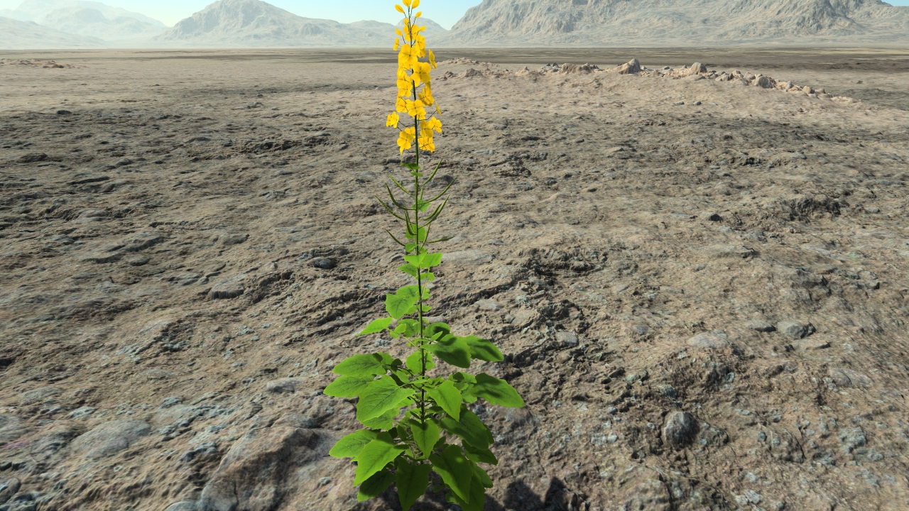 Rapeseed in flowers_2