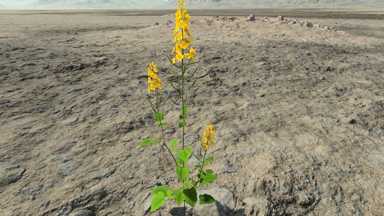 Rapeseed in flowers_6