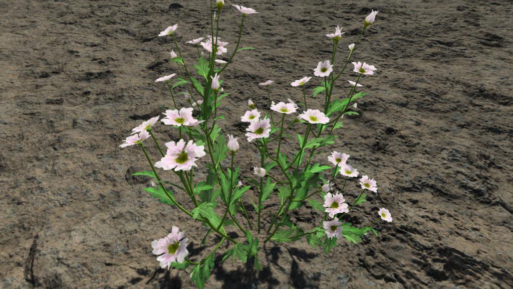 White chrysanthemum poesie