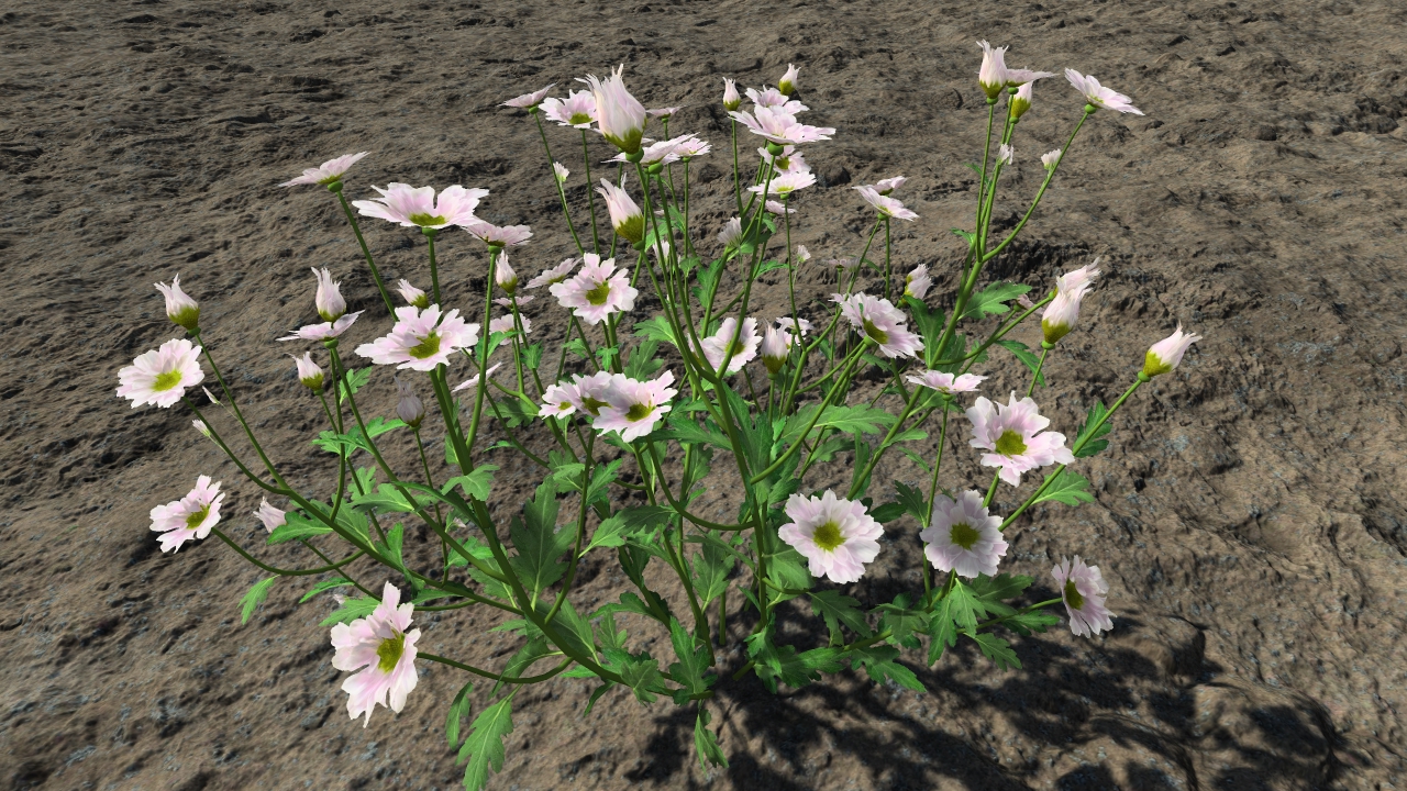 White chrysanthemum poesie_1