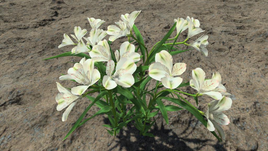 White lilies