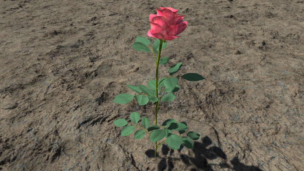 Pink rosebushes_4