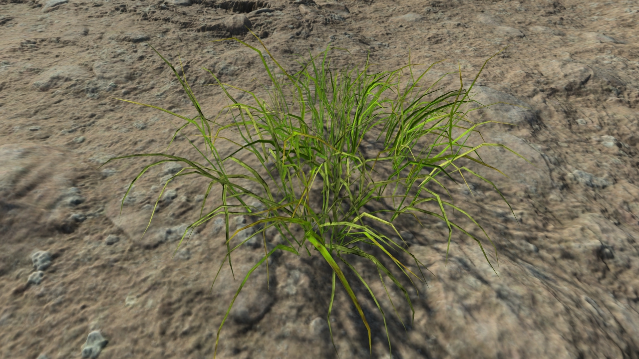 Wild grass patches_1