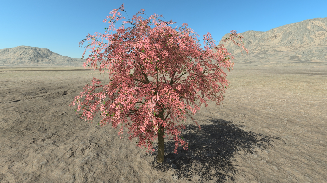 Cherry trees in flowers_5