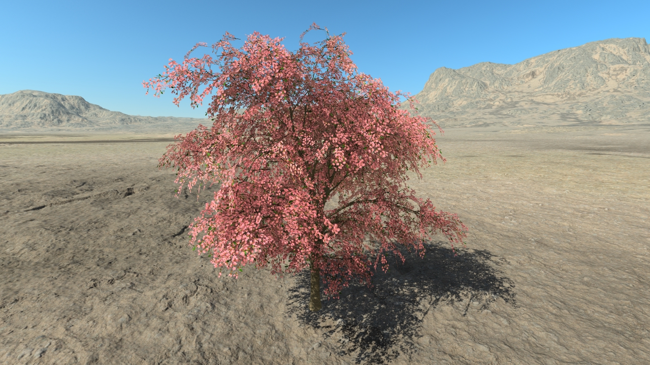 Cherry trees in flowers_6