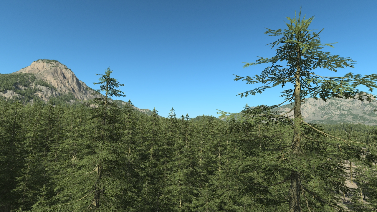 Fir trees_1