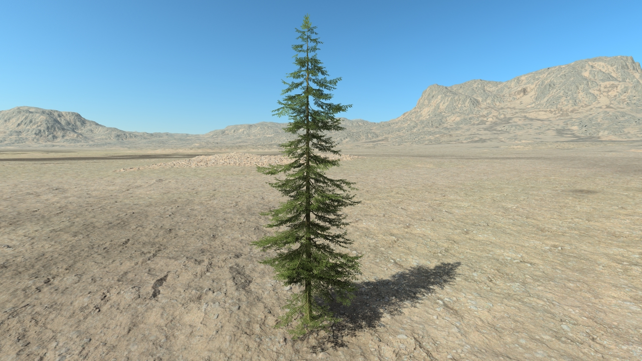 Fir trees_7