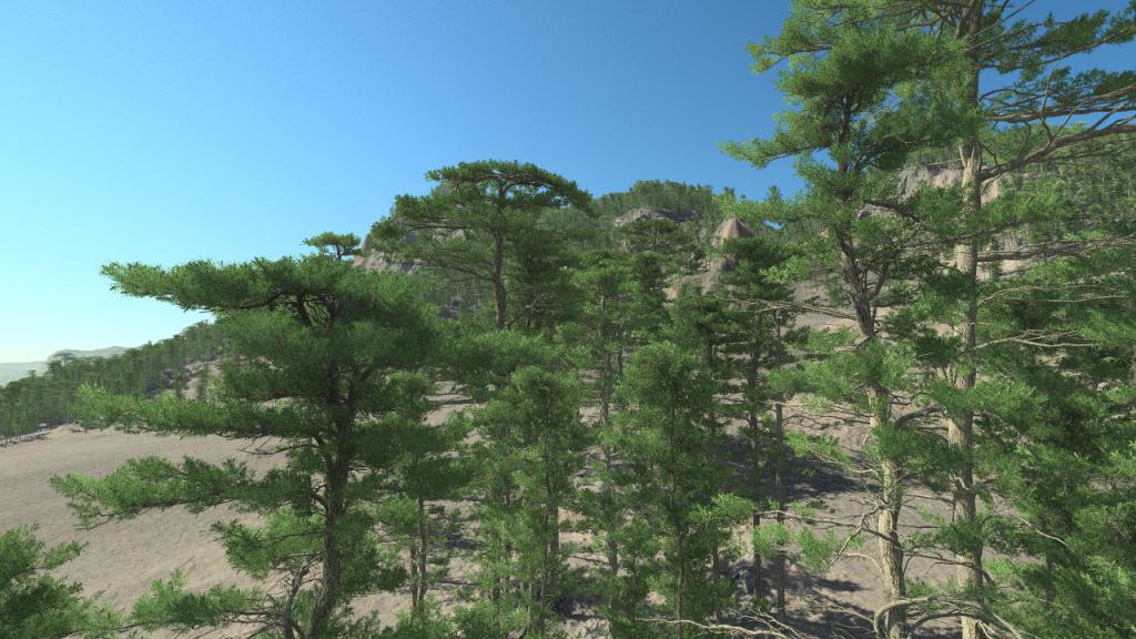 Mediterranean pine trees